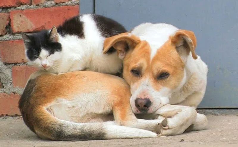 Δημιουργία Δικτύου Εθελοντών προς βοήθεια αδέσποτων ζώων στον Δήμο Ερμιονίδας